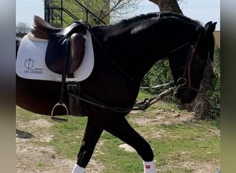 Caballo de deporte español, Semental, 3 años, 171 cm, Negro