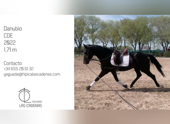 Caballo de deporte español, Semental, 3 años, 171 cm, Negro