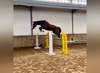 Caballo de deporte español, Semental, 3 años, 173 cm, Castaño