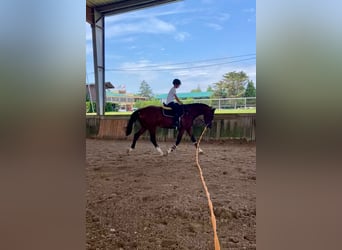 Caballo de deporte español, Semental, 3 años, 173 cm, Castaño