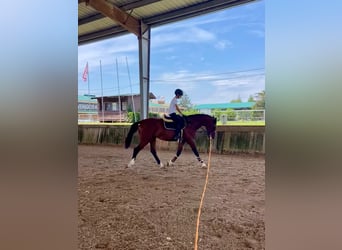 Caballo de deporte español, Semental, 3 años, 173 cm, Castaño