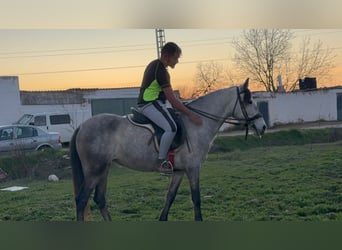 Caballo de deporte español Mestizo, Semental, 4 años, 146 cm, Tordo rodado