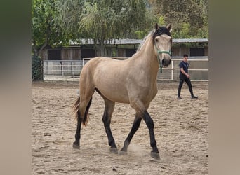 Caballo de deporte español, Semental, 4 años, 156 cm