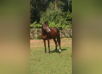 Caballo de deporte español, Semental, 4 años, 156 cm, Castaño