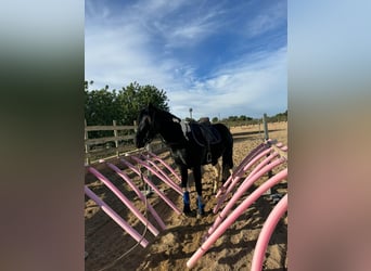 Caballo de deporte español, Semental, 4 años, 163 cm, Pío