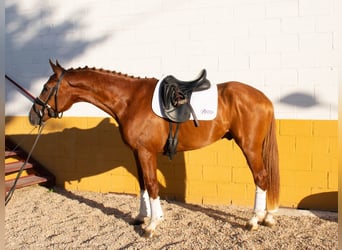 Caballo de deporte español, Semental, 4 años, 166 cm, Alazán rojizo