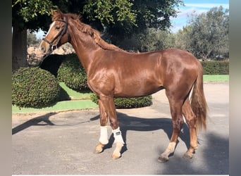 Caballo de deporte español, Semental, 4 años, 167 cm, Alazán