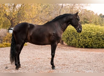 Caballo de deporte español, Semental, 4 años, 168 cm, Tordillo negro