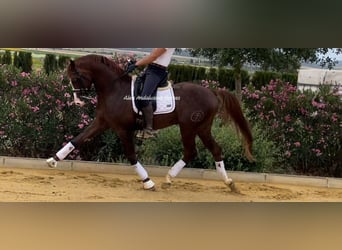 Caballo de deporte español, Semental, 5 años, 163 cm, Alazán-tostado