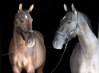 Caballo de deporte español, Semental, 5 años, 164 cm, Grullo
