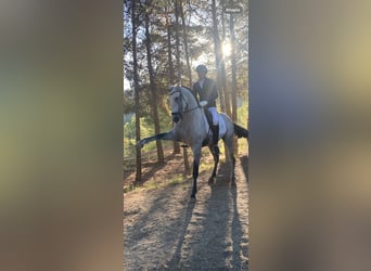 Caballo de deporte español, Semental, 5 años, 165 cm, Tordo