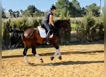 Caballo de deporte español, Semental, 5 años, 166 cm, Castaño oscuro