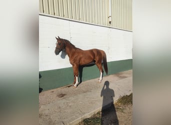 Caballo de deporte español, Semental, 5 años, 167 cm, Alazán