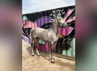 Caballo de deporte español, Semental, 5 años, 168 cm, Tordo rodado