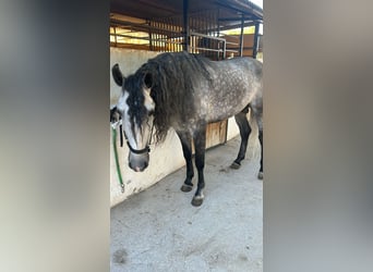 Caballo de deporte español, Semental, 6 años, 163 cm, Tordo rodado