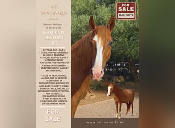 Caballo de deporte español, Semental, 6 años, 164 cm, Alazán