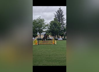 Caballo de deporte español, Semental, 6 años, 167 cm, Alazán