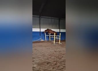 Caballo de deporte español, Semental, 6 años, 167 cm, Alazán