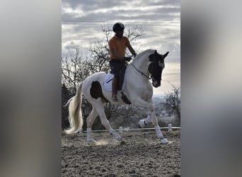 Caballo de deporte español, Semental, 6 años, 170 cm, Pío