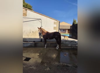 Caballo de deporte español, Semental, 6 años, 175 cm, Alazán