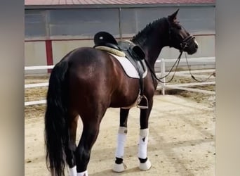 Caballo de deporte español, Semental, 7 años, 166 cm, Castaño