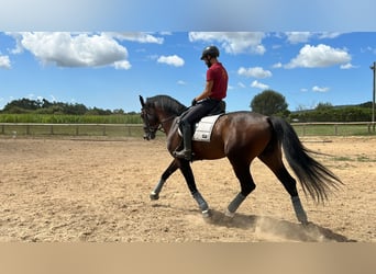 Caballo de deporte español, Semental, 7 años, 170 cm, Castaño