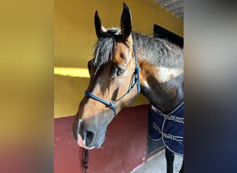 Caballo de deporte español, Semental, 7 años, 170 cm, Castaño