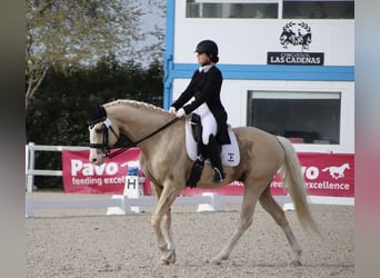 Caballo de deporte español, Semental, 9 años, 167 cm, Palomino