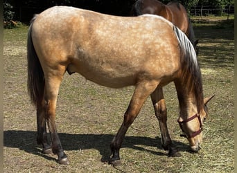 Caballo de deporte español, Semental, 9 años, 162 cm, Cremello