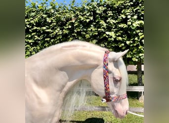 Caballo de deporte español, Semental, 9 años, 162 cm, Cremello
