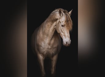 Caballo de deporte español, Semental, 10 años, 163 cm, Perlino