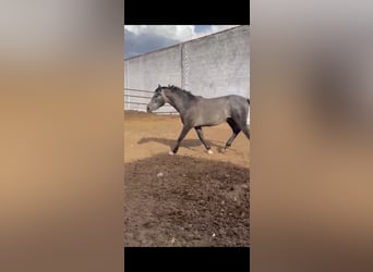 Caballo de deporte español, Semental, Potro (06/2023), 160 cm