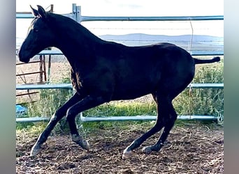 Caballo de deporte español, Semental, Potro (04/2025), 165 cm, Negro