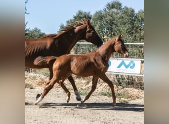 Caballo de deporte español, Semental, Potro (01/2025), Alazán