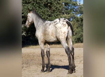 Caballo de deporte español, Semental, Potro (03/2024), Atigrado/Moteado