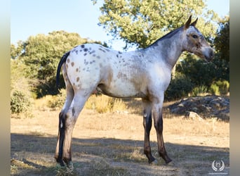 Caballo de deporte español, Semental, Potro (03/2024), Atigrado/Moteado