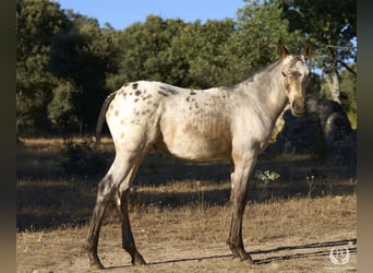 Caballo de deporte español, Semental, Potro (03/2024), Atigrado/Moteado