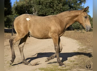 Caballo de deporte español, Semental, Potro (05/2024), Atigrado/Moteado