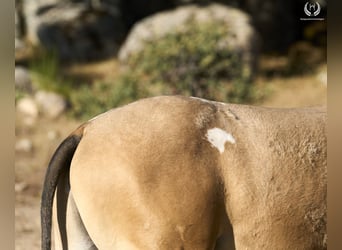 Caballo de deporte español, Semental, Potro (05/2024), Atigrado/Moteado