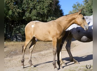 Caballo de deporte español, Semental, Potro (05/2024), Atigrado/Moteado