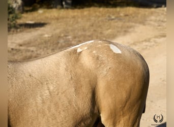 Caballo de deporte español, Semental, Potro (05/2024), Atigrado/Moteado