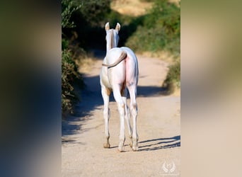 Caballo de deporte español, Semental, Potro (04/2026), Atigrado/Moteado