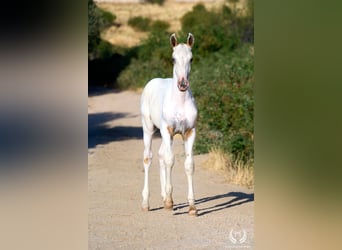 Caballo de deporte español, Semental, Potro (04/2026), Atigrado/Moteado
