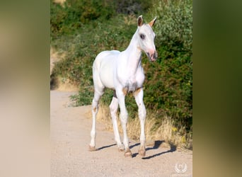 Caballo de deporte español, Semental, Potro (04/2026), Atigrado/Moteado