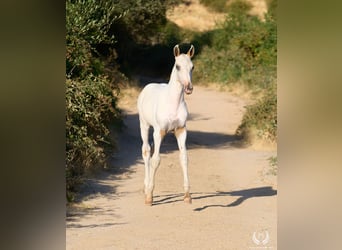 Caballo de deporte español, Semental, Potro (04/2026), Atigrado/Moteado