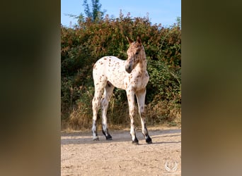 Caballo de deporte español, Semental, Potro (07/2026), Atigrado/Moteado