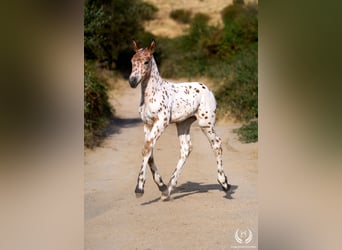 Caballo de deporte español, Semental, Potro (07/2026), Atigrado/Moteado