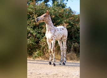 Caballo de deporte español, Semental, Potro (07/2026), Atigrado/Moteado
