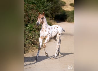 Caballo de deporte español, Semental, Potro (07/2026), Atigrado/Moteado