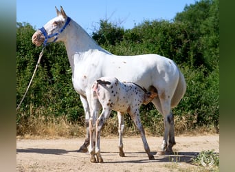 Caballo de deporte español, Semental, Potro (01/2026), Atigrado/Moteado
